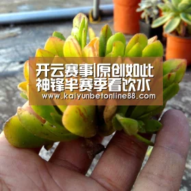 开云赛事|原创如此神锋半赛季看饮水机!雷比奇再入致胜球,助米兰1-0布雷西亚(图2) 开云竞猜